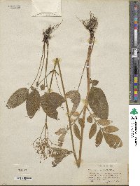 Valeriana sitchensis image