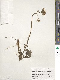 Valeriana occidentalis image