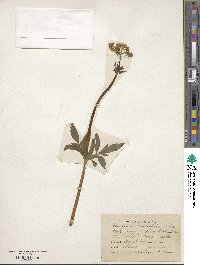 Valeriana occidentalis image