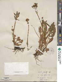 Valeriana occidentalis image