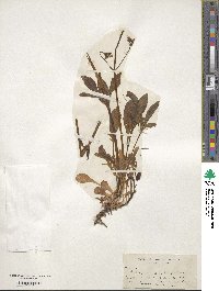 Valeriana occidentalis image