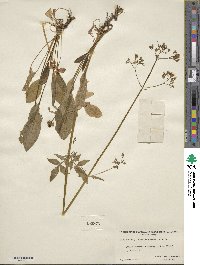 Valeriana occidentalis image