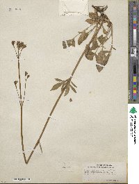 Valeriana occidentalis image