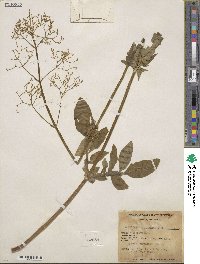 Valeriana occidentalis image