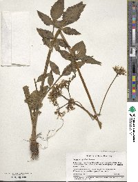 Valeriana occidentalis image