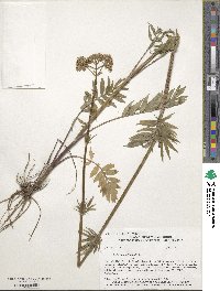 Valeriana officinalis image