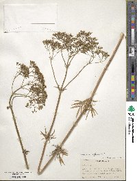 Valeriana officinalis image