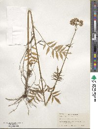 Valeriana officinalis image