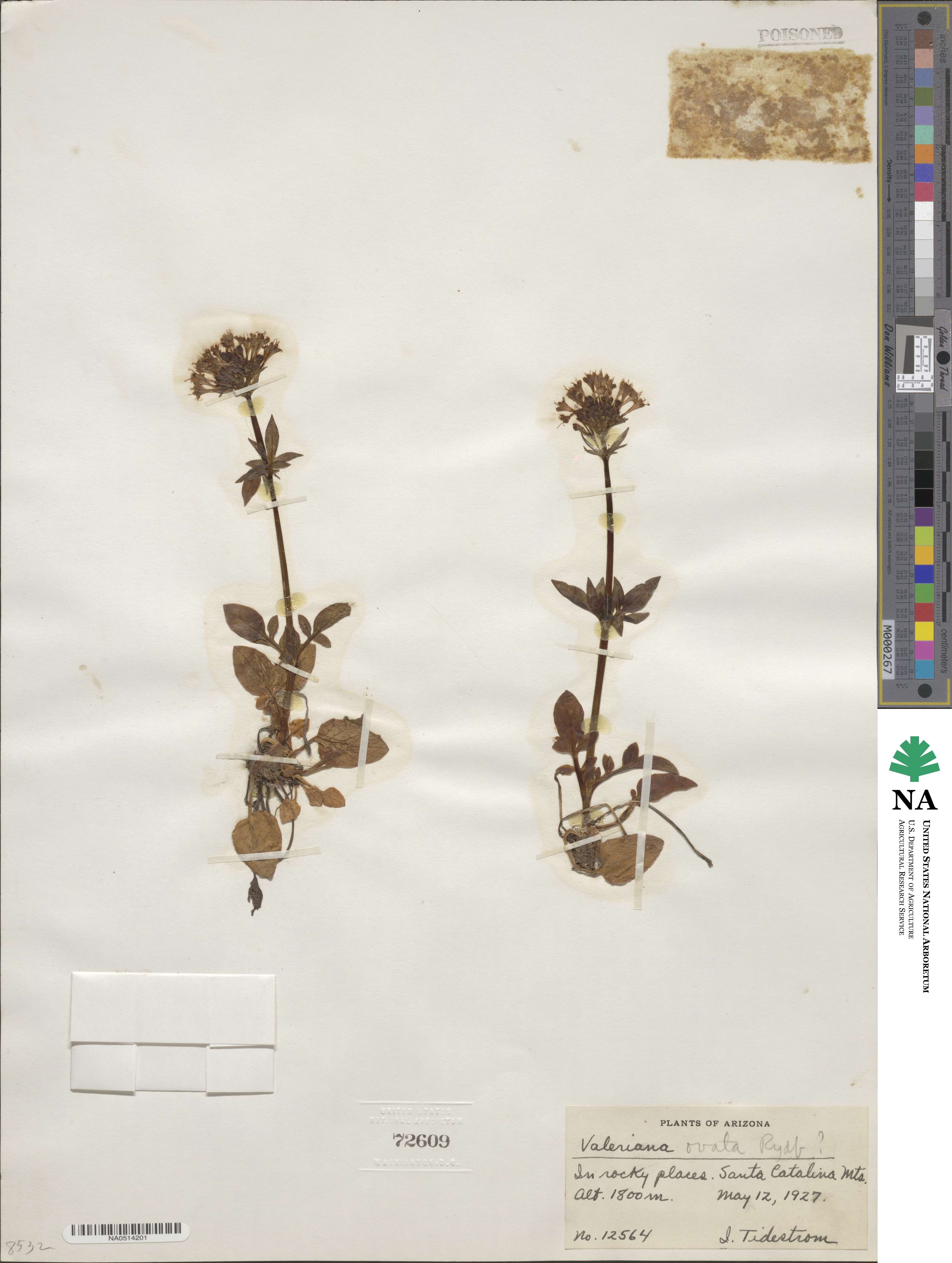Valeriana arizonica image
