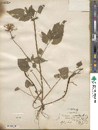 Valeriana pauciflora image