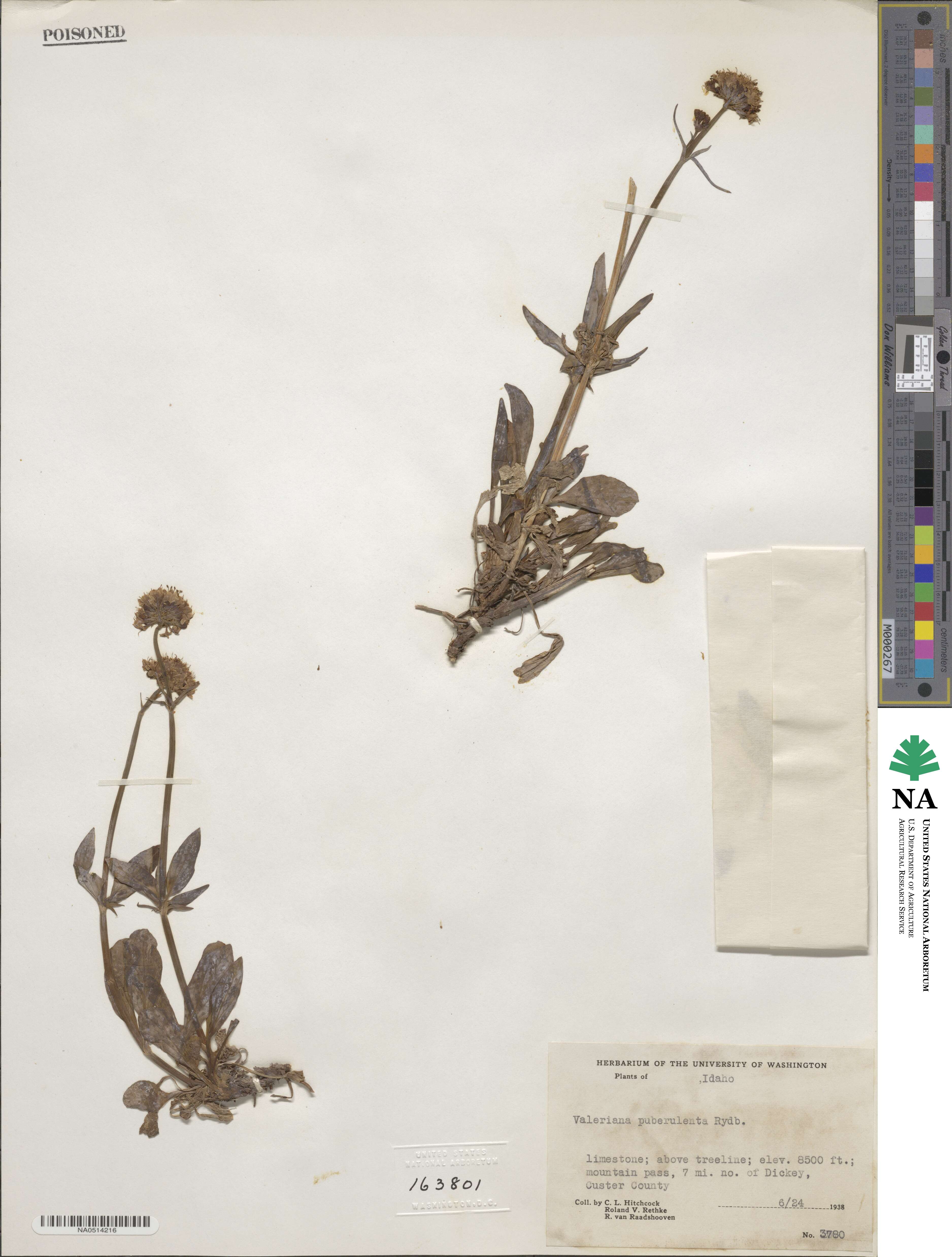 Valeriana acutiloba image