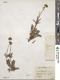 Valeriana acutiloba image