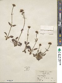 Valeriana acutiloba image