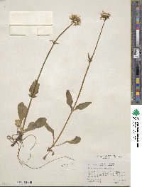 Valeriana acutiloba image