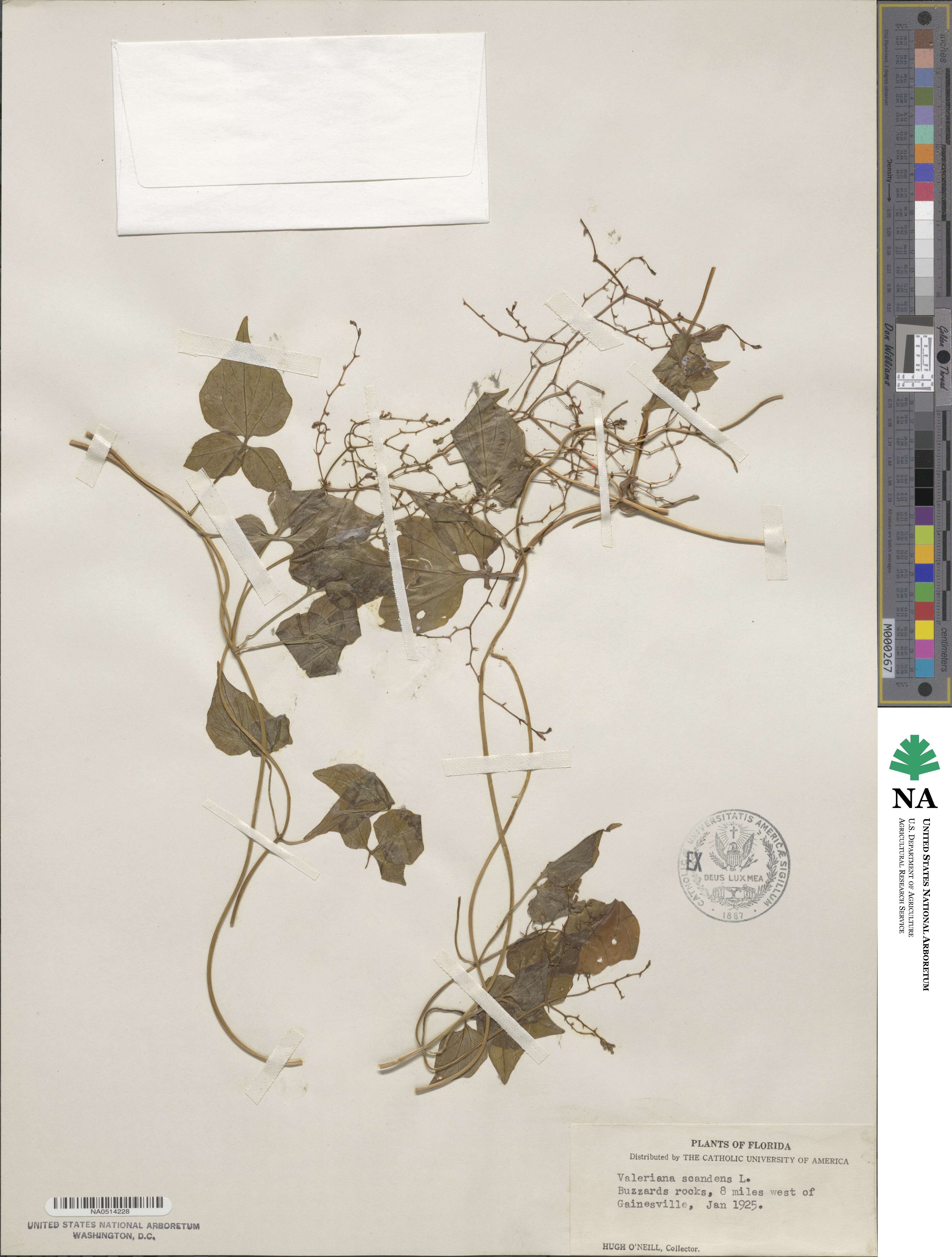 Valeriana scandens image