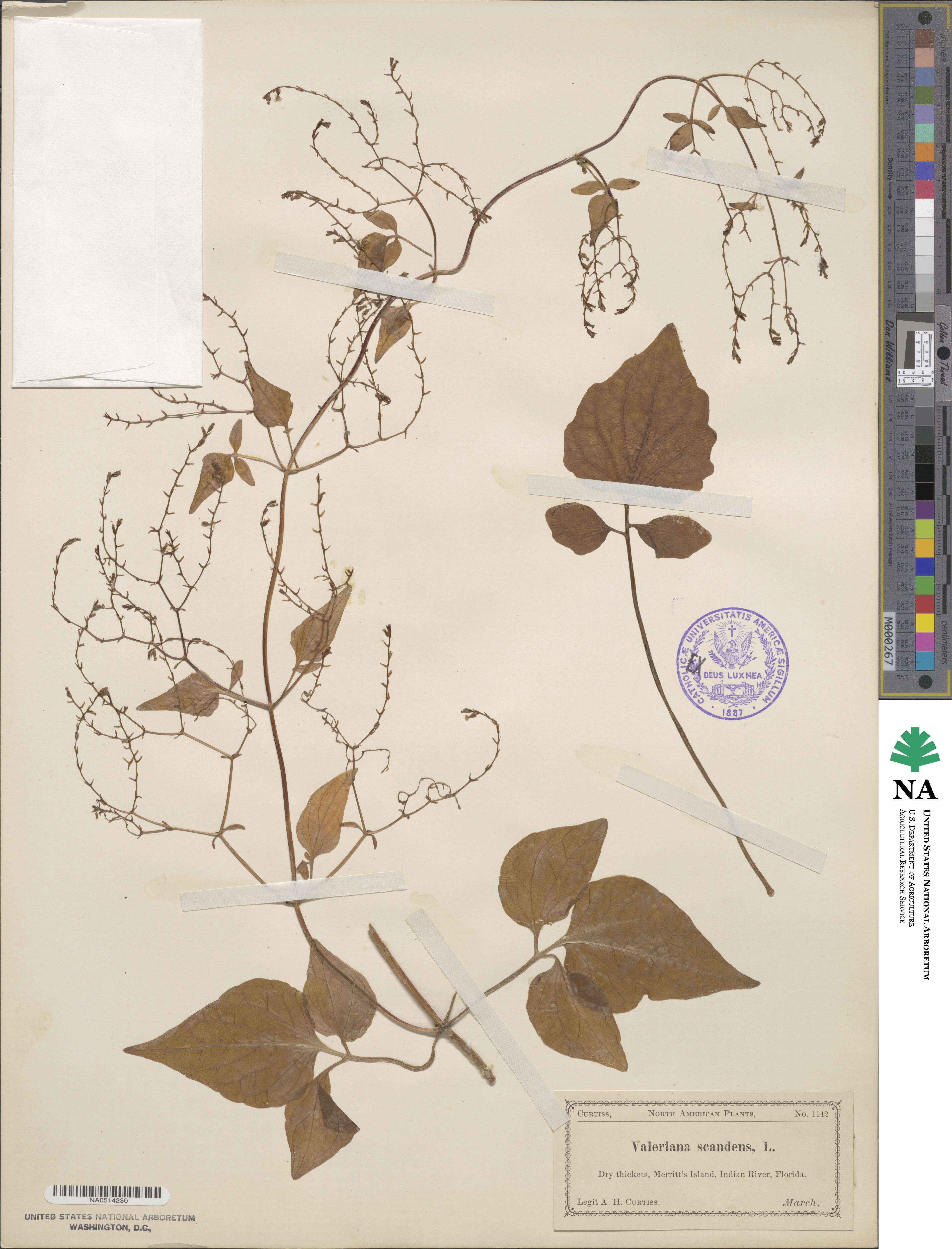 Valeriana scandens image