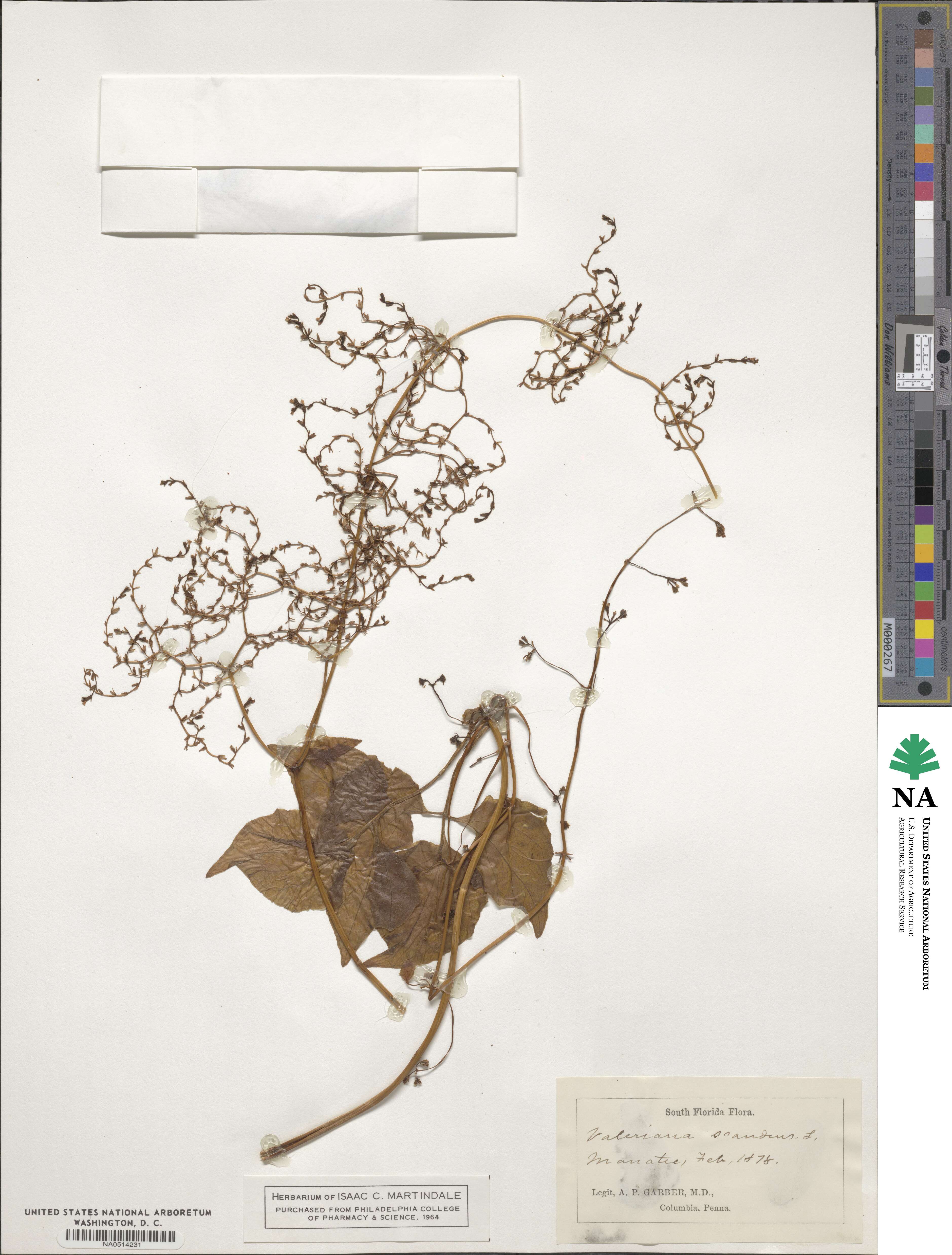 Valeriana scandens image