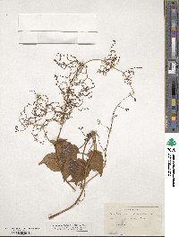 Valeriana scandens image