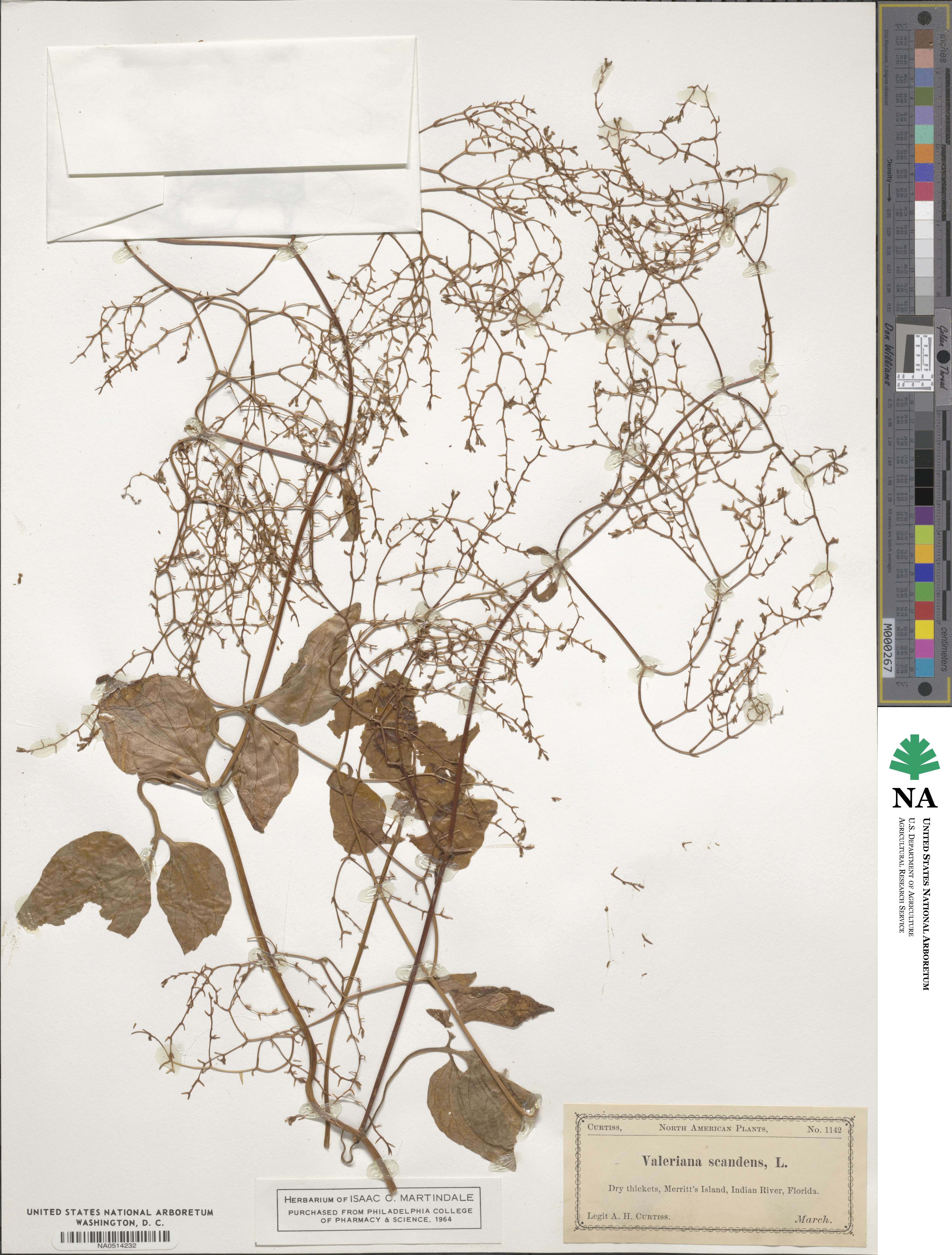 Valeriana scandens image