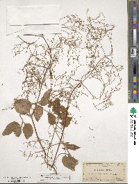 Valeriana scandens image