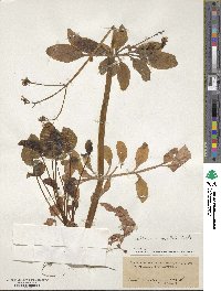 Valeriana scouleri image