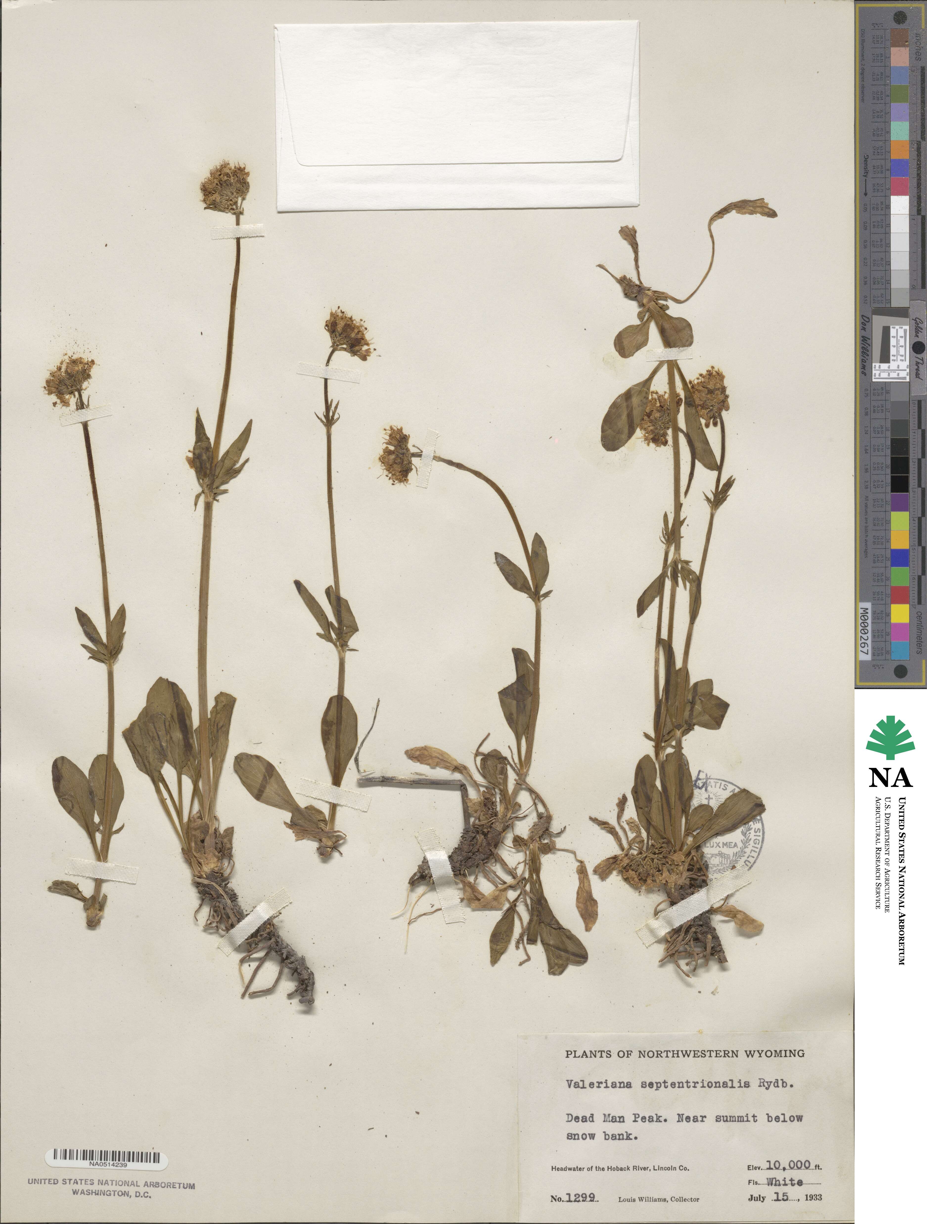Valeriana dioica var. sylvatica image