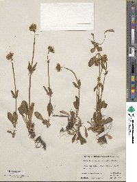 Valeriana dioica var. sylvatica image