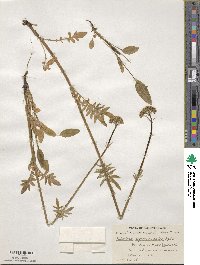 Valeriana dioica image