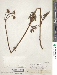 Valeriana sitchensis image