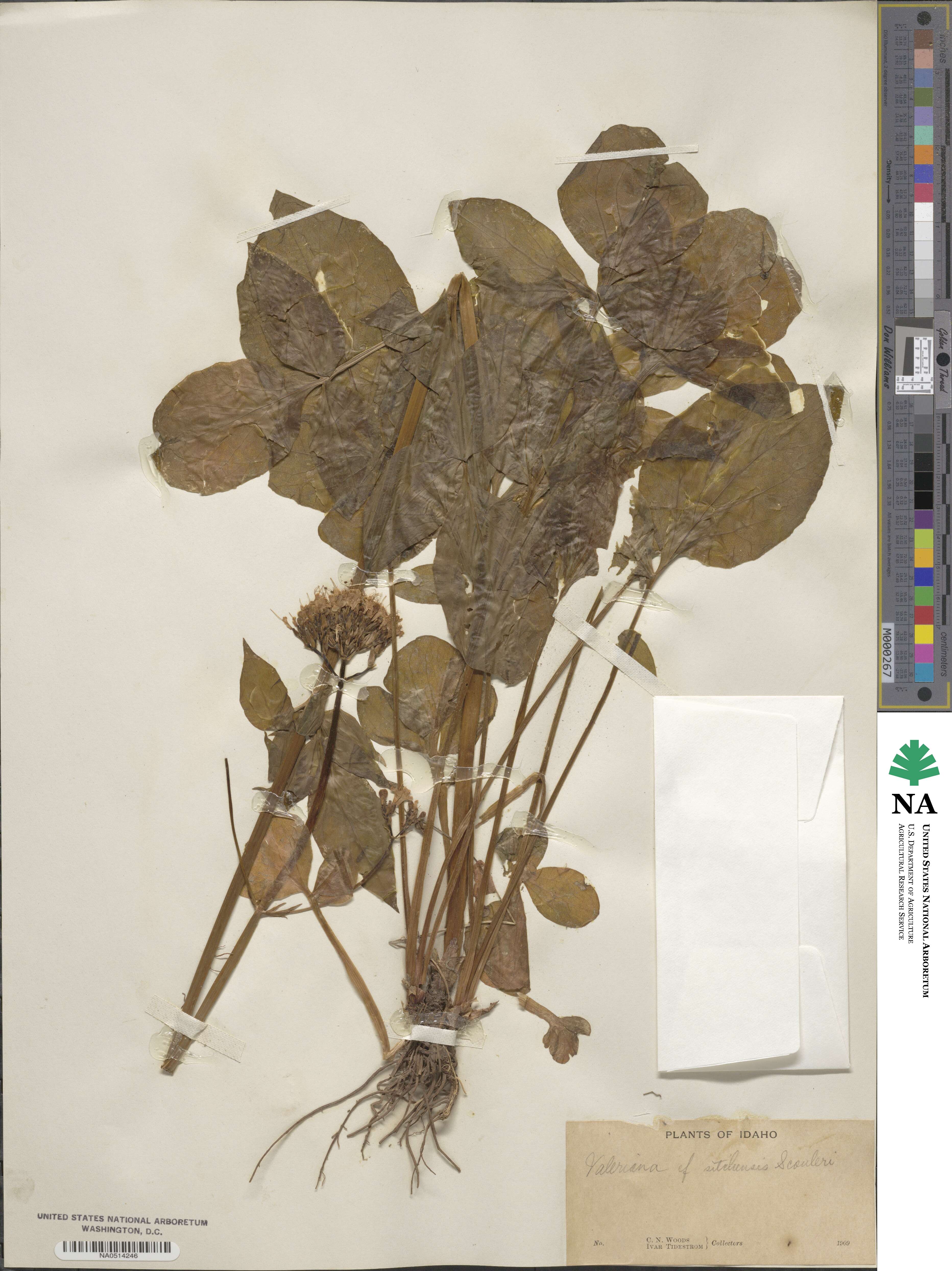 Valeriana sitchensis image