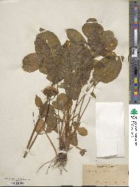 Valeriana sitchensis image