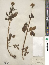 Valeriana sitchensis image