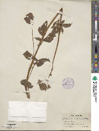 Valeriana sitchensis image