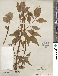 Valeriana sitchensis image