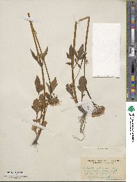 Valeriana sitchensis image