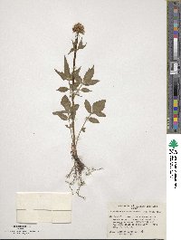 Valeriana sitchensis image