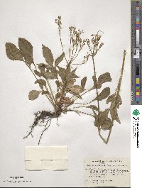 Valeriana sitchensis image