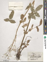 Valeriana sitchensis image