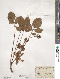 Valeriana sitchensis image