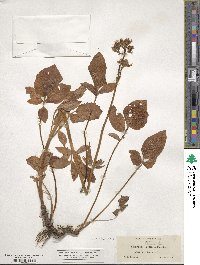 Valeriana sitchensis image