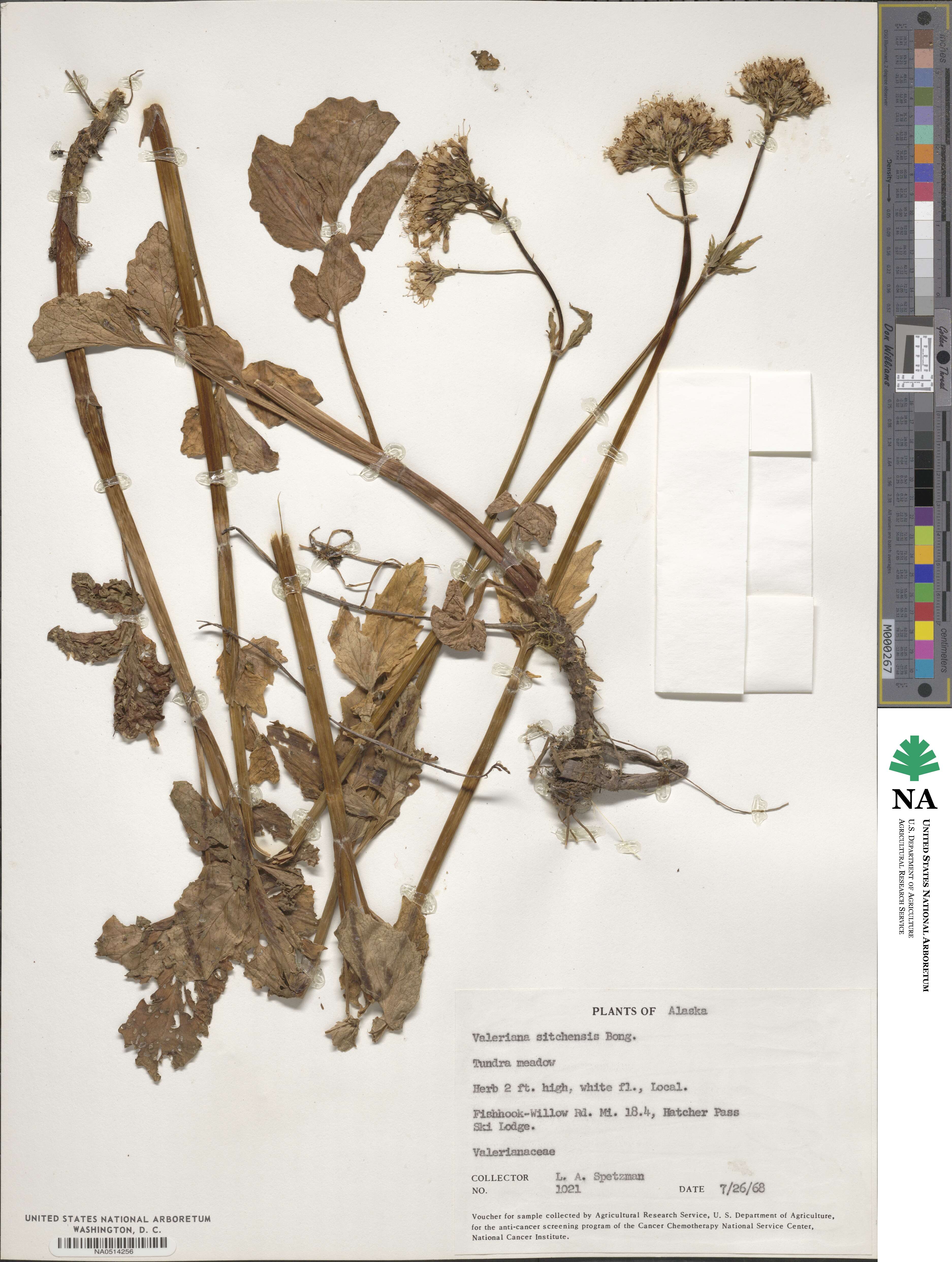 Valeriana sitchensis image