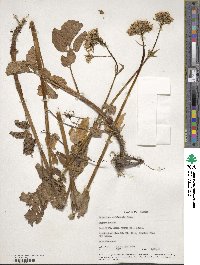 Valeriana sitchensis image