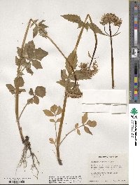 Valeriana sitchensis image