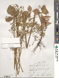 Valeriana sitchensis image