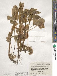 Valeriana sitchensis image