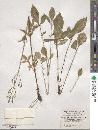 Valeriana sitchensis image