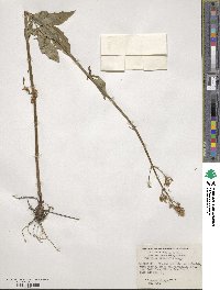 Valeriana sitchensis image