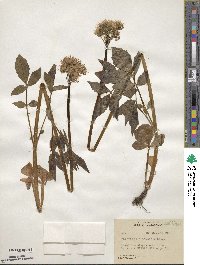 Valeriana sitchensis image