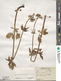 Valeriana sitchensis image