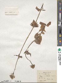 Valeriana sitchensis image